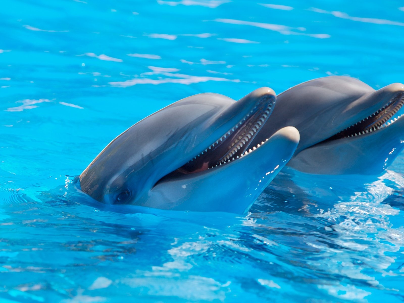 Обои вода, животные, блики, дельфины, water, animals, glare, dolphins разрешение 2880x1800 Загрузить