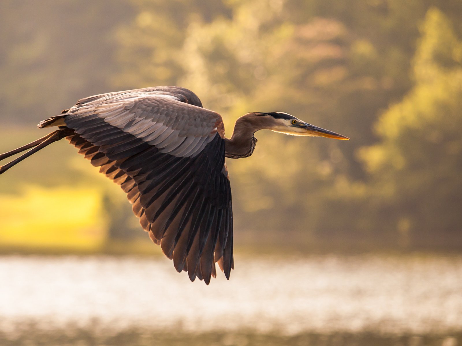 Обои небо, озеро, природа, полет, крылья, птица, цапля, the sky, lake, nature, flight, wings, bird, heron разрешение 3548x2060 Загрузить