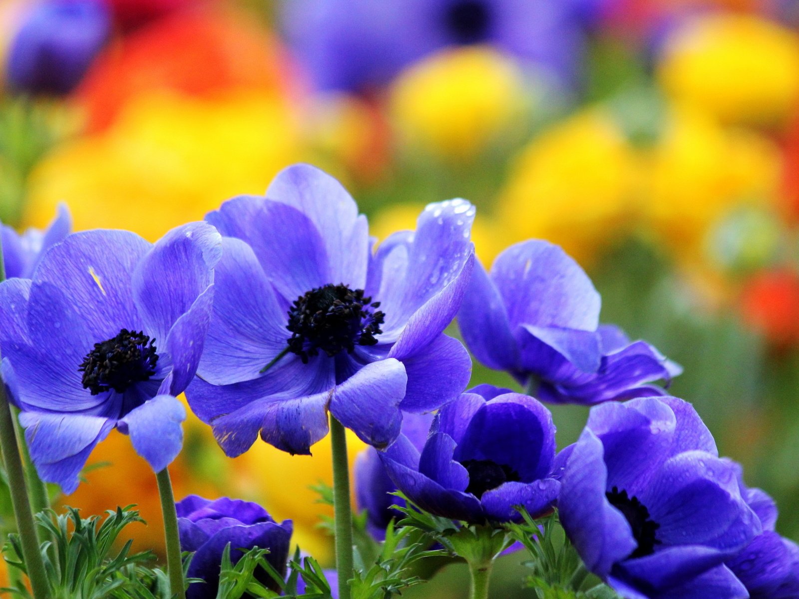 Обои цветы, макро, лето, сад, синие, яркие, анемоны, flowers, macro, summer, garden, blue, bright, anemones разрешение 2560x1600 Загрузить