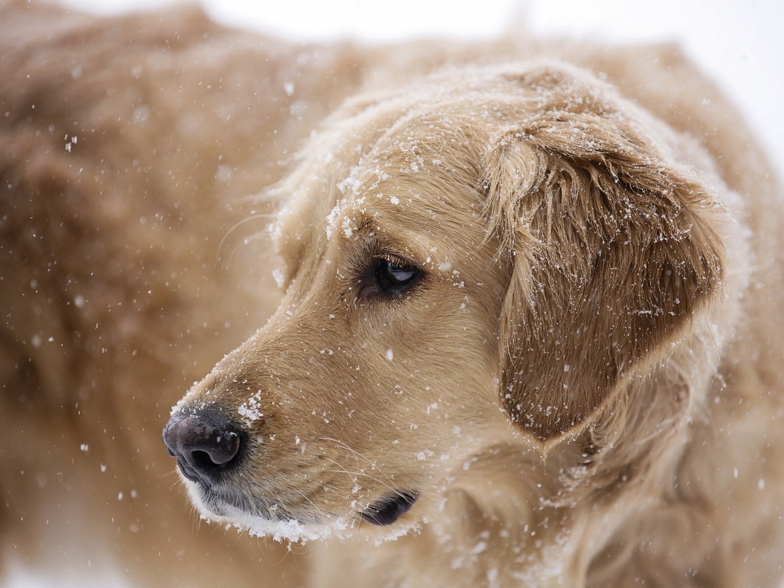 Обои снег, собака, друг, золотистый ретривер, snow, dog, each, golden retriever разрешение 1920x1200 Загрузить