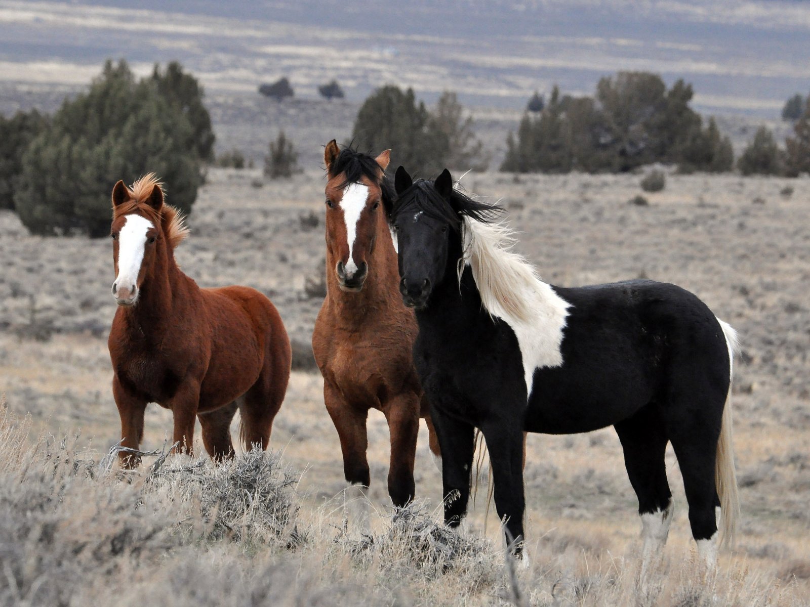 Обои природа, поле, лошади, кони, стадо, жеребцы, nature, field, horse, horses, the herd, stallions разрешение 2560x1600 Загрузить