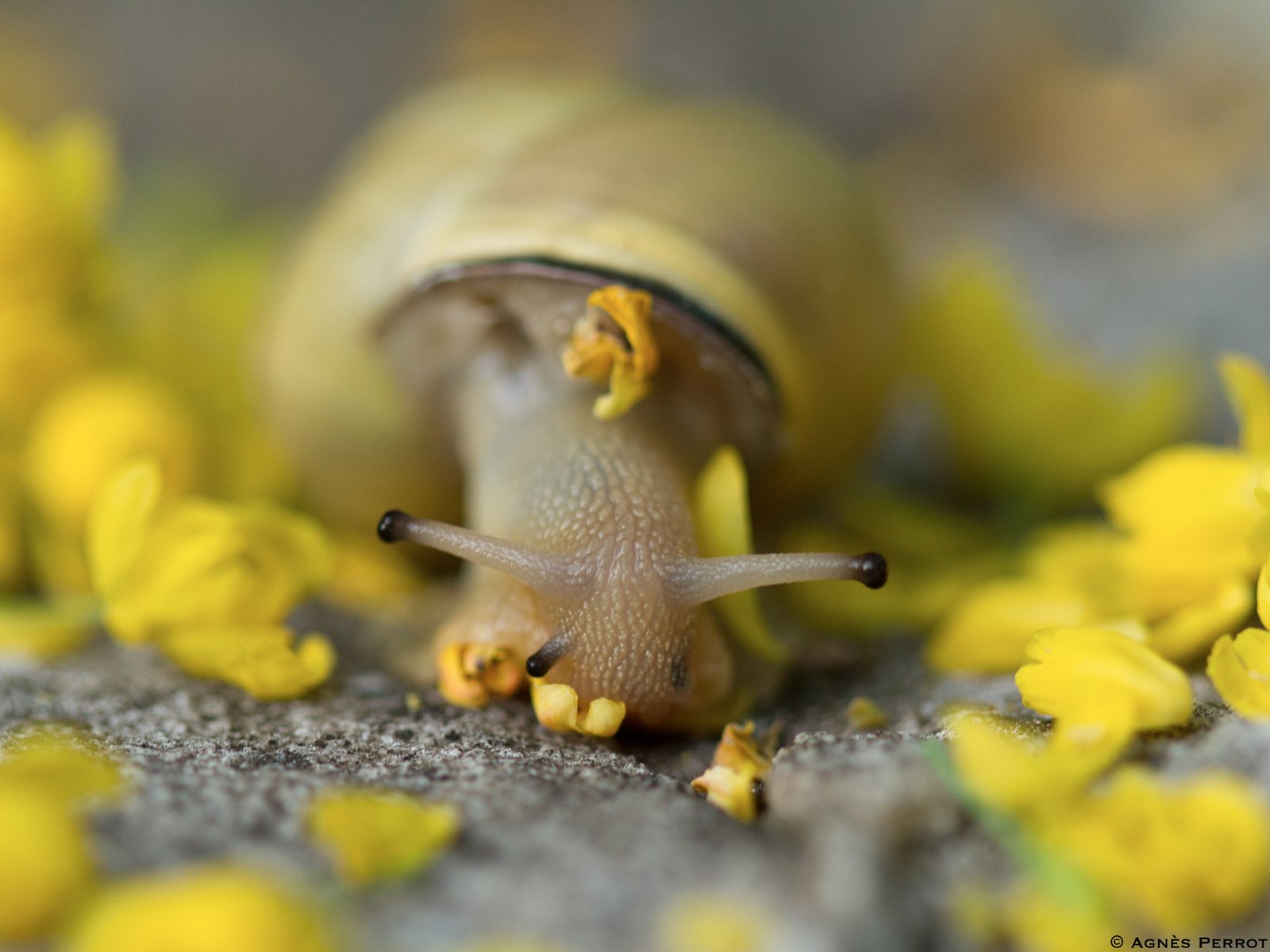 Обои цветы, животные, лепестки, улитка, улитки, flowers, animals, petals, snail, snails разрешение 2048x1365 Загрузить