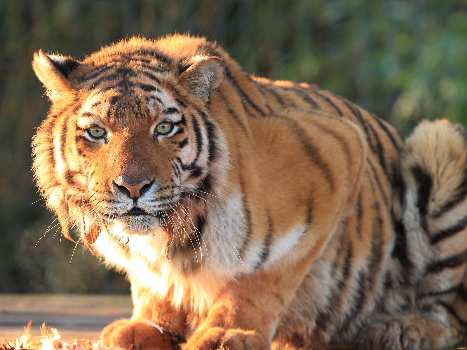 Обои тигр, кошка, взгляд, хищник, большая, дикая, tiger, cat, look, predator, large, wild разрешение 3500x2500 Загрузить