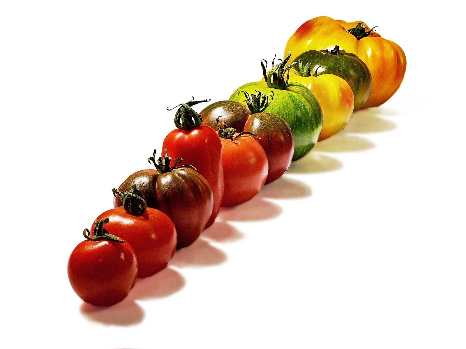 Обои белый фон, овощи, ряд, помидоры, томаты, шеренга, white background, vegetables, a number, tomatoes, rank разрешение 1920x1200 Загрузить