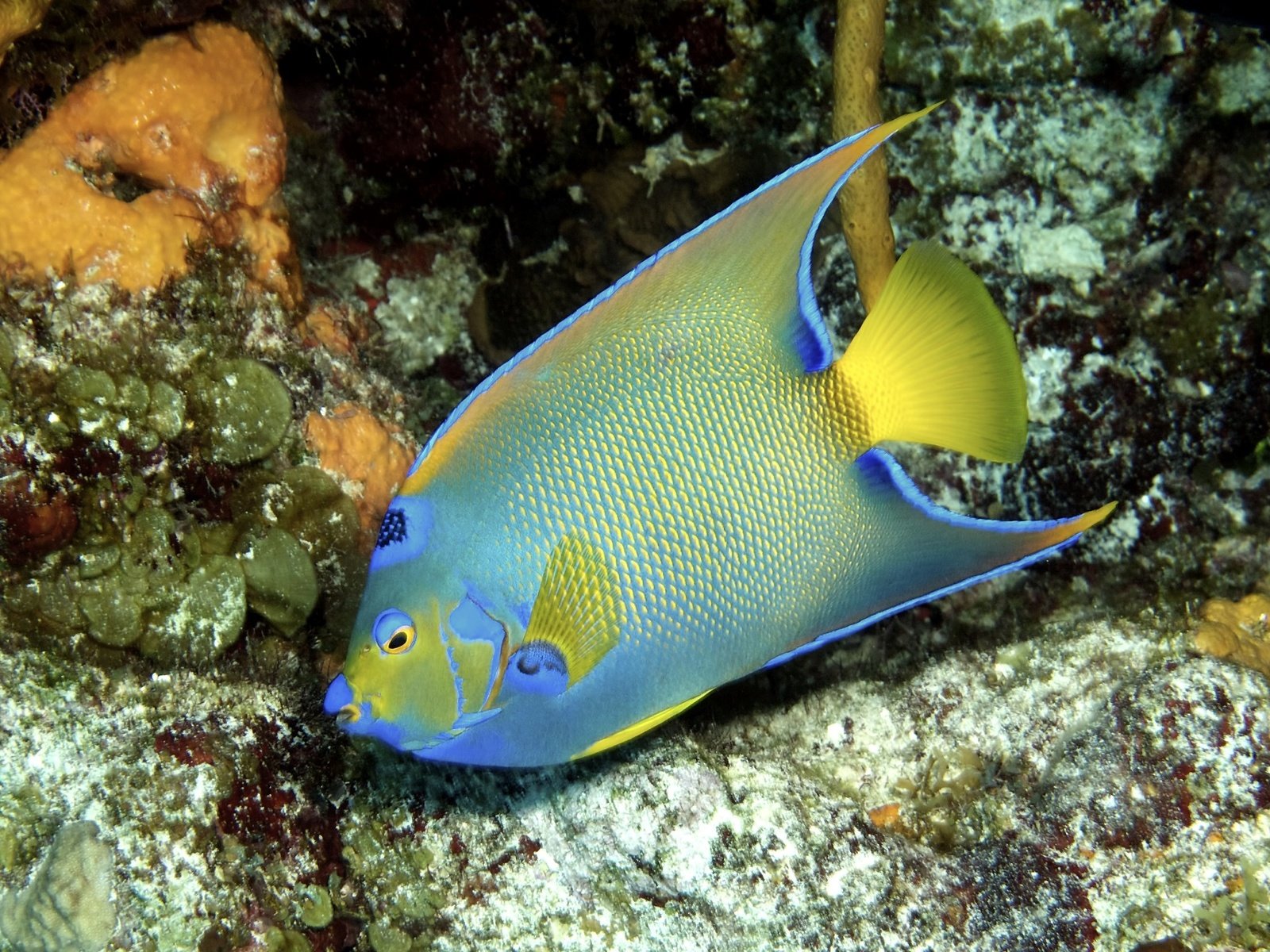 Рыба ангел. Ложнохромис Королевский. Pomacanthus (Euxiphipops) navarchus. Морской ангел рыба. Королевская рыба ангел.