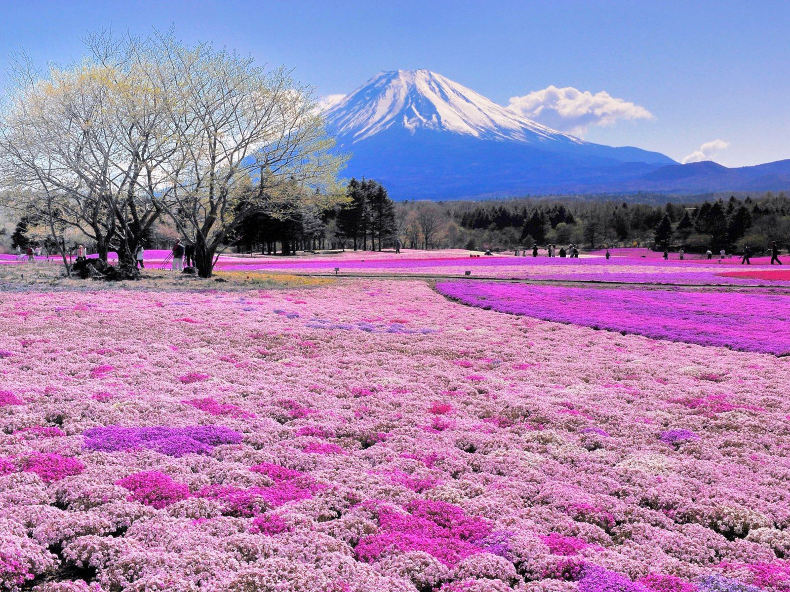 Обои цветы, деревья, пейзаж, япония, вулкан, flowers, trees, landscape, japan, the volcano разрешение 2880x1800 Загрузить