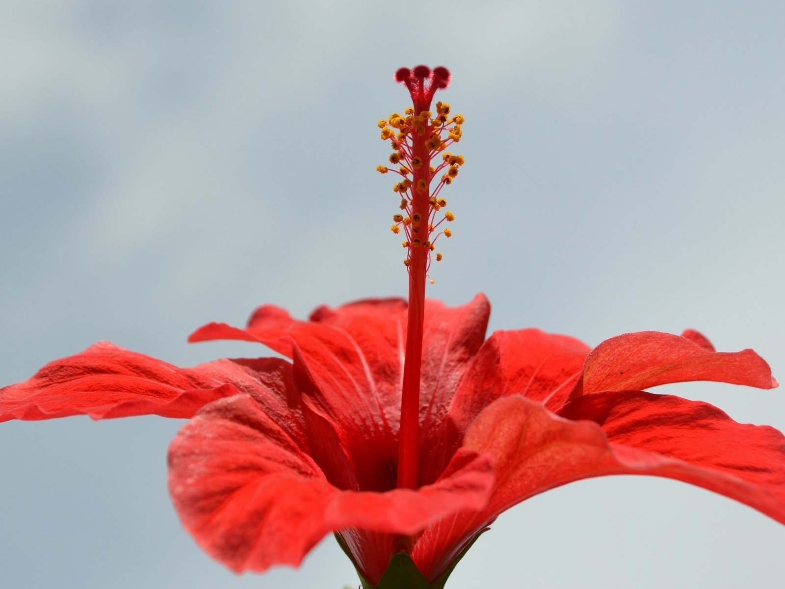 Обои красный, гибискус, лепестки., red, hibiscus, petals. разрешение 1920x1200 Загрузить