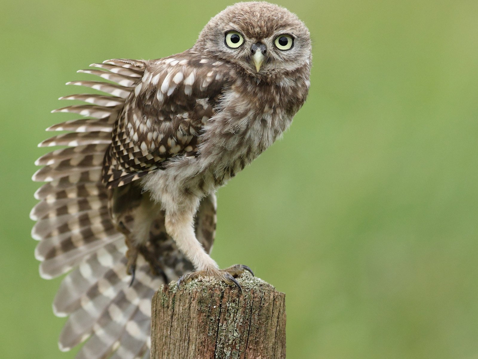 Обои сова, птица, перья, пень, крыло, сидя, тянется, owl, bird, feathers, stump, wing, sitting, stretches разрешение 1920x1200 Загрузить