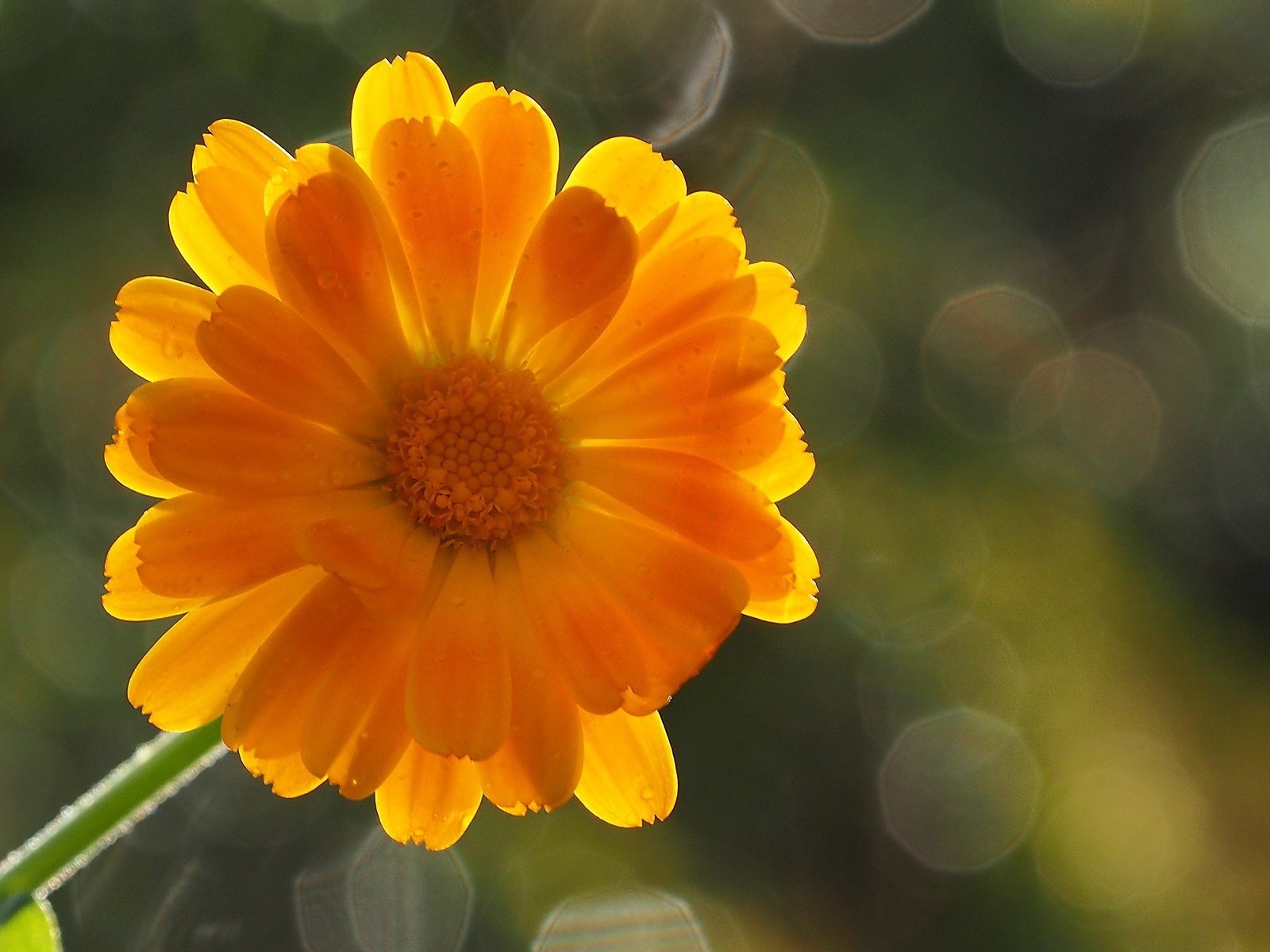 Обои фон, цветок, лепестки, оранжевый, боке, календула, background, flower, petals, orange, bokeh, calendula разрешение 1920x1200 Загрузить