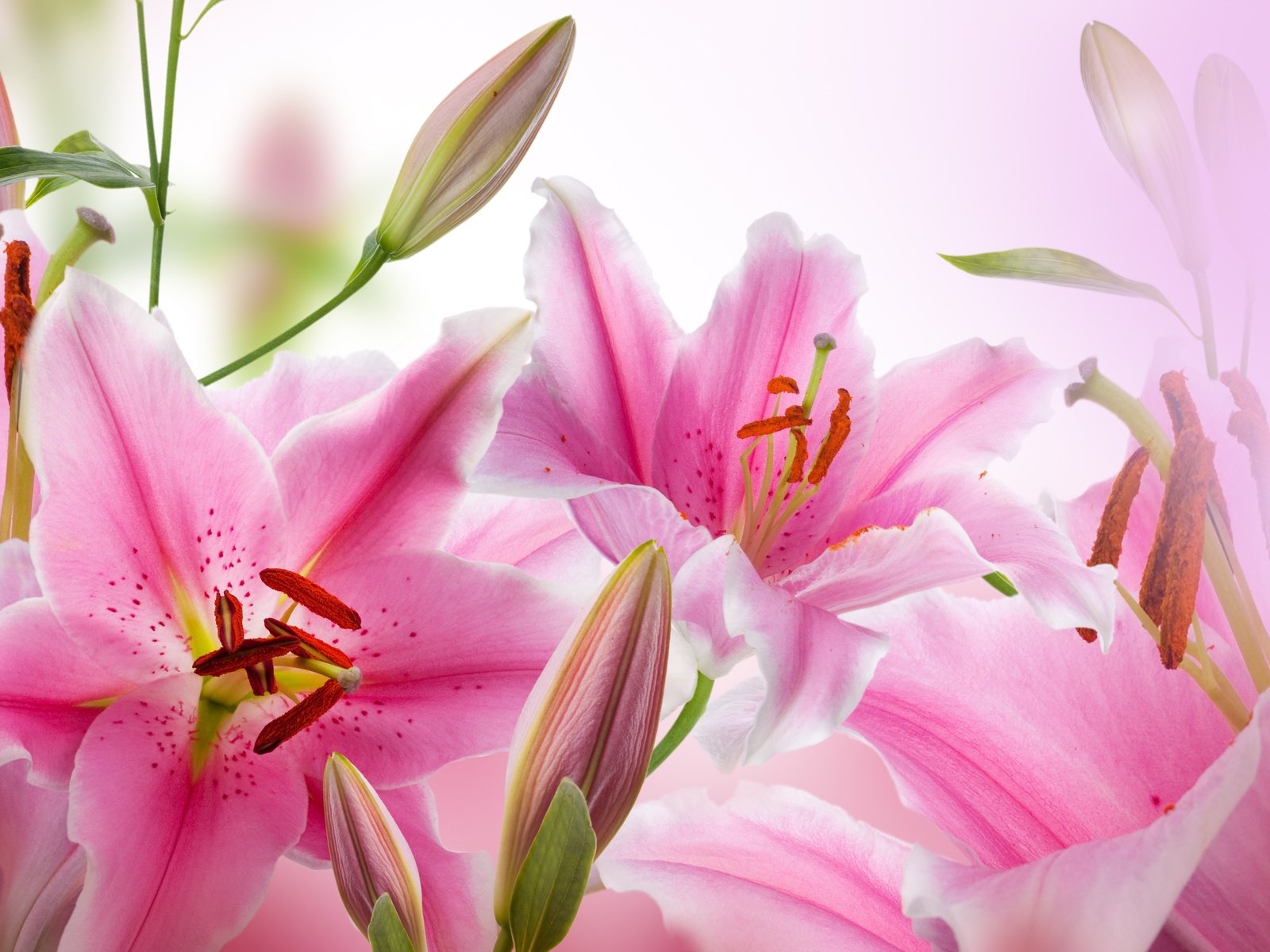 Обои цветы, бутоны, лепестки, тычинки, розовые, лилии, flowers, buds, petals, stamens, pink, lily разрешение 4000x2807 Загрузить