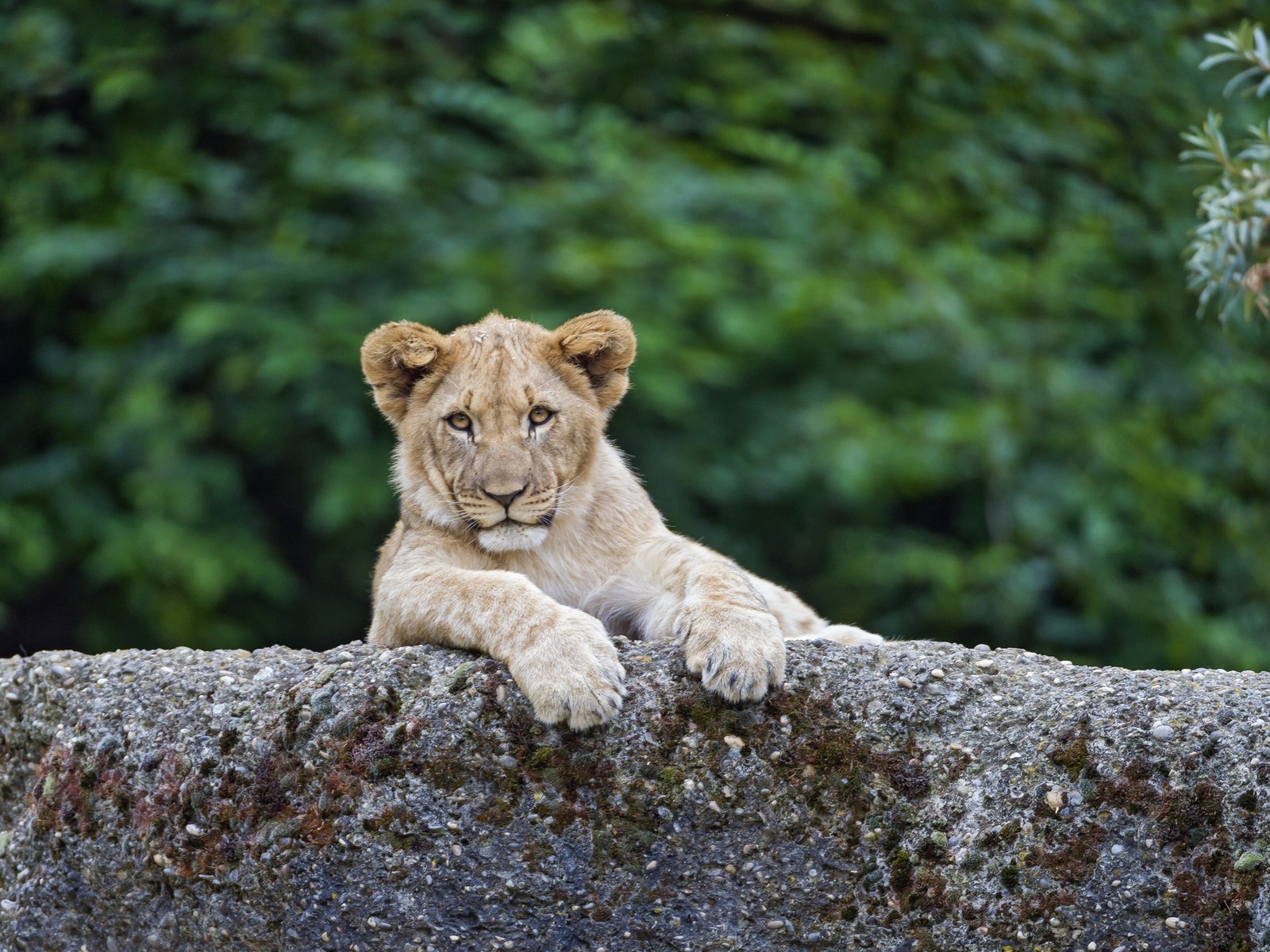 Обои лев, львёнок, детеныш, leo, lion, cub разрешение 1920x1278 Загрузить