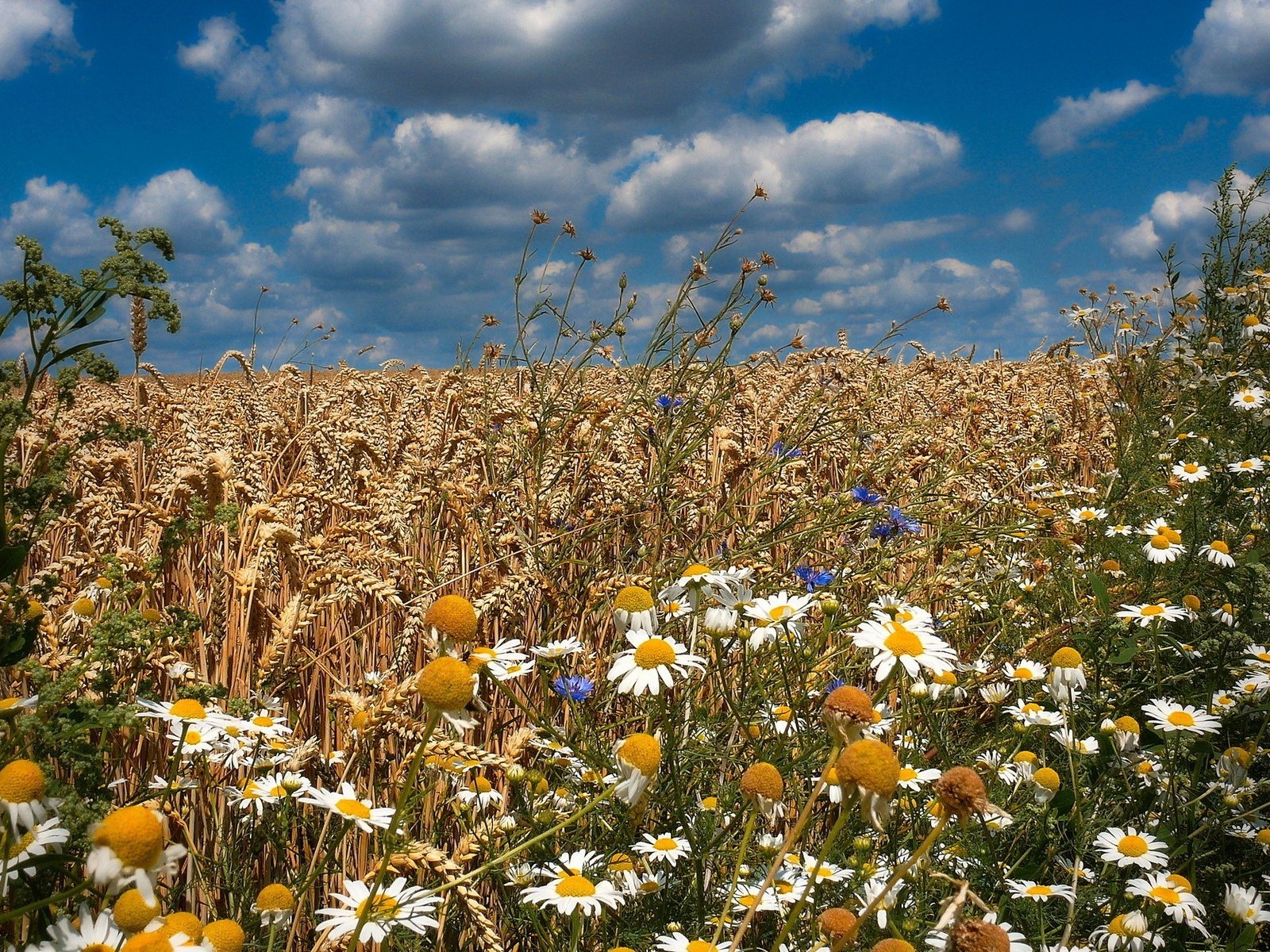 Обои цветы, поле, лето, колосья, flowers, field, summer, ears разрешение 1920x1200 Загрузить