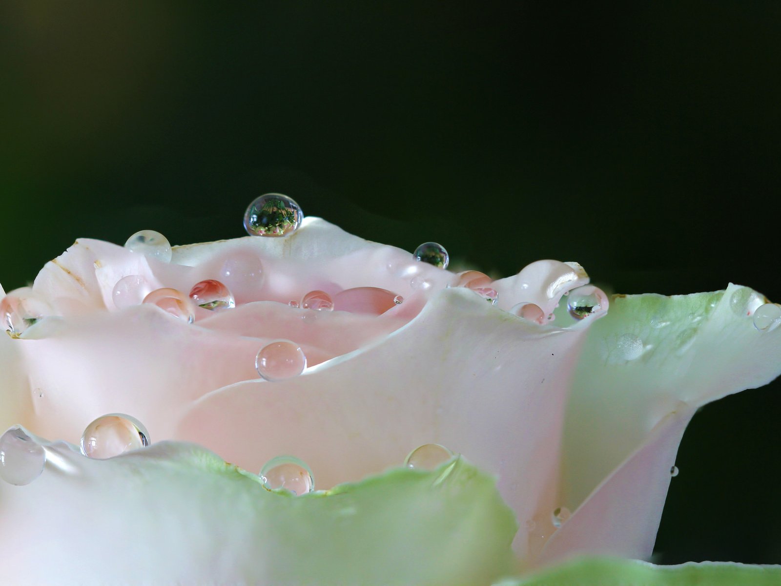 Обои вода, макро, цветок, роса, капли, роза, лепестки, белая, water, macro, flower, rosa, drops, rose, petals, white разрешение 2048x1235 Загрузить