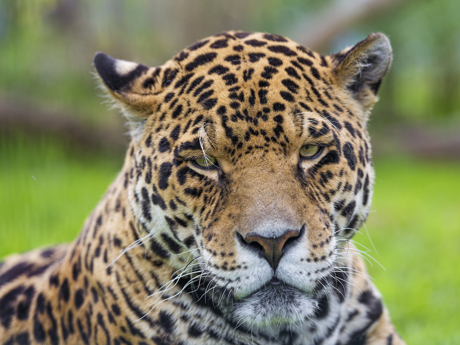 Обои морда, портрет, хищник, ягуар, дикая кошка, face, portrait, predator, jaguar, wild cat разрешение 3680x2456 Загрузить