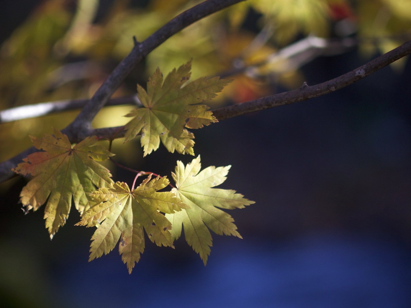 Обои природа, листья, макро, ветки, осень, nature, leaves, macro, branches, autumn разрешение 1920x1200 Загрузить