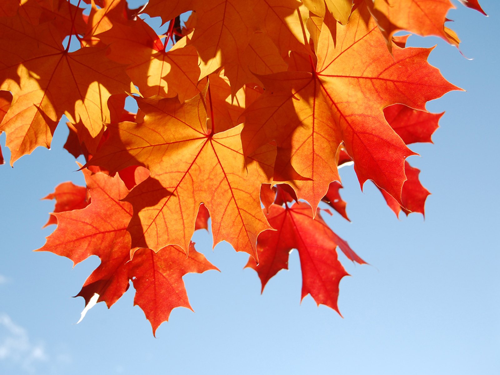 Обои небо, листья, макро, листва, осень, the sky, leaves, macro, foliage, autumn разрешение 1920x1200 Загрузить