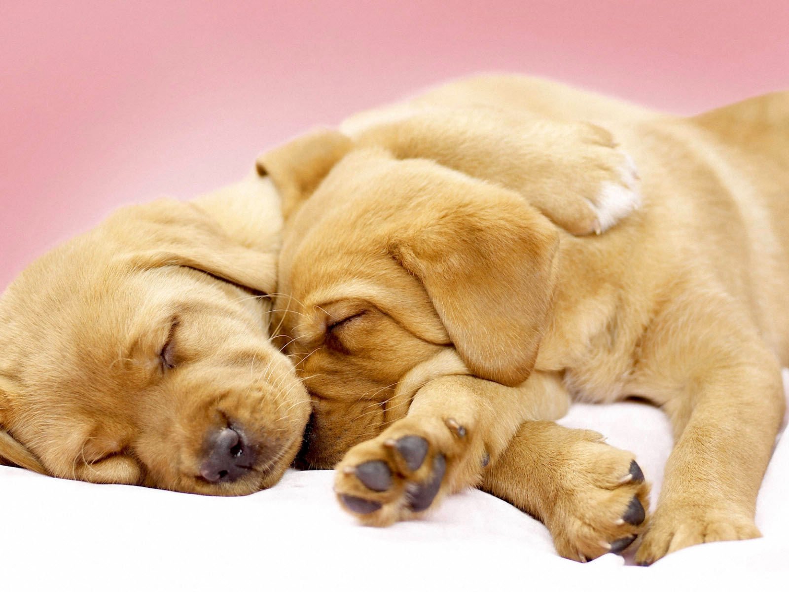 Обои щенки, лабрадор, собаки, ретривер, милые, спящие, puppies, labrador, dogs, retriever, cute, sleeping разрешение 1920x1200 Загрузить