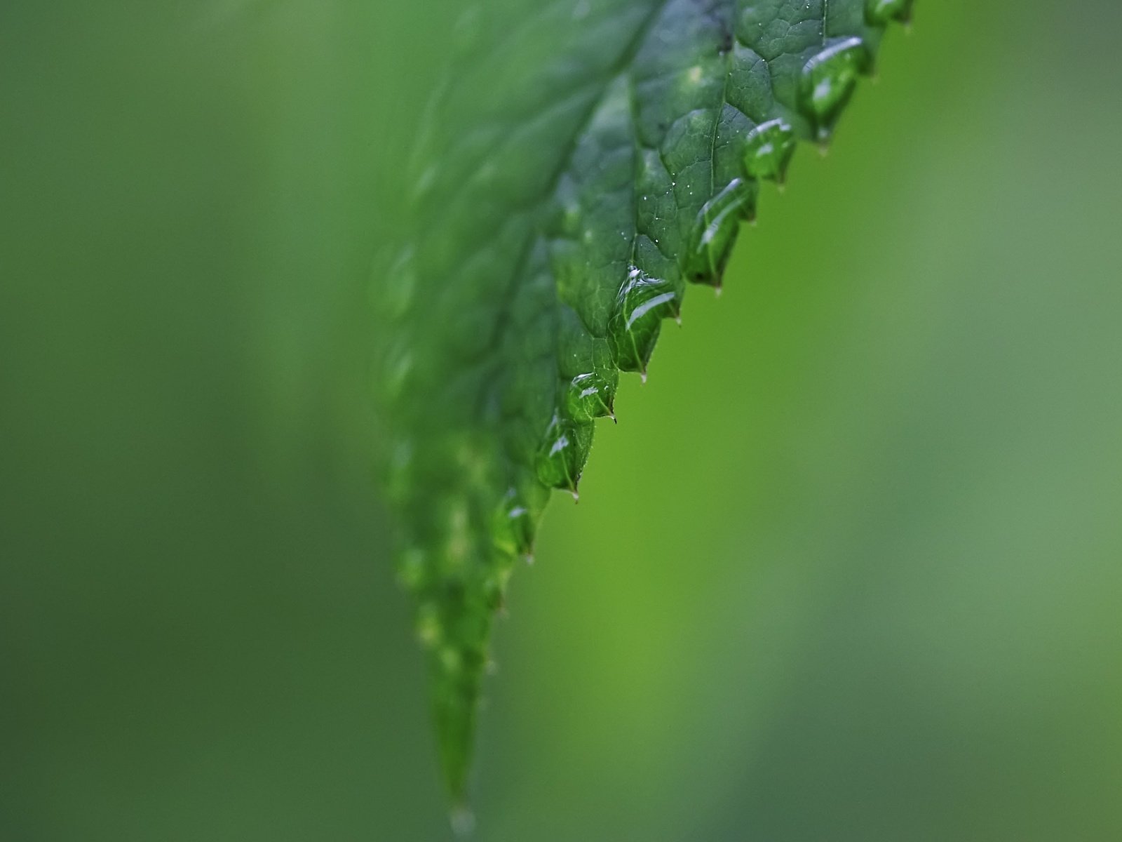 Обои вода, зелёный, капли, лист, дождь, water, green, drops, sheet, rain разрешение 2560x1600 Загрузить