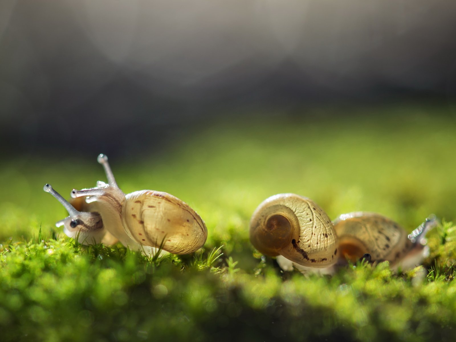 Обои трава, природа, фон, улитка, улитки, grass, nature, background, snail, snails разрешение 2560x1600 Загрузить