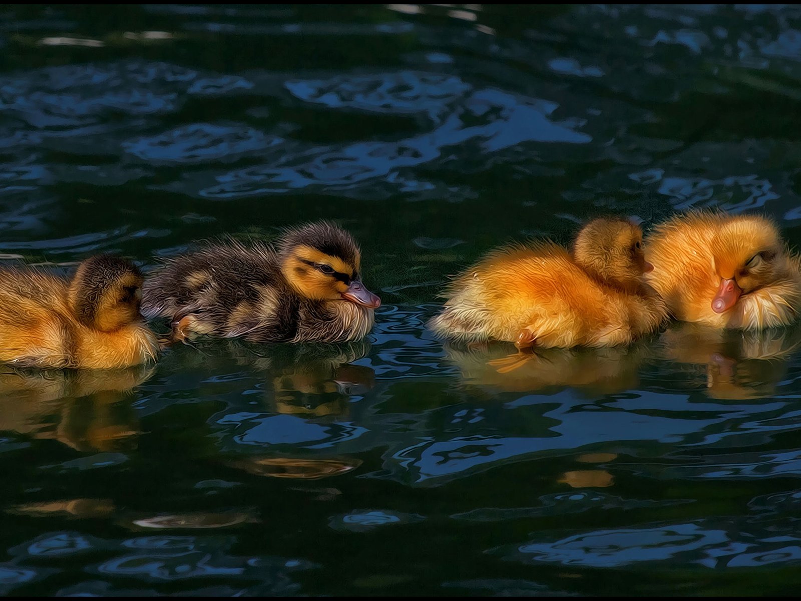 Обои водоем, птицы, утята, утки, птенцы, pond, birds, ducklings, duck, chicks разрешение 2744x1427 Загрузить