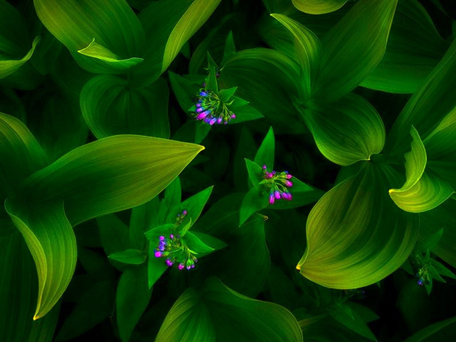 Обои цветы, зеленый фон, flowers, green background разрешение 1920x1200 Загрузить