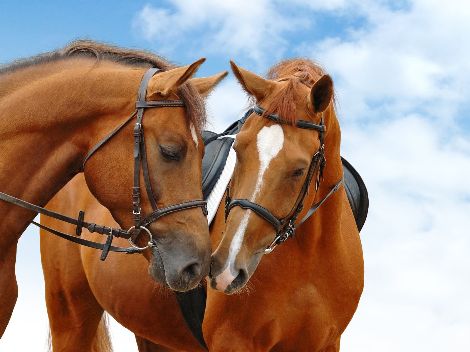 Обои небо, лошади, кони, голубая, неба, the sky, horse, horses, blue, sky разрешение 2560x1440 Загрузить