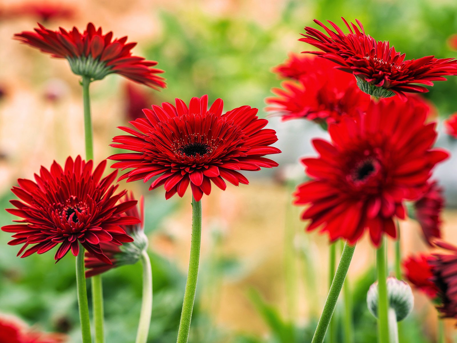 Обои цветы, цветение, красные, яркие, герберы, flowers, flowering, red, bright, gerbera разрешение 2048x1200 Загрузить