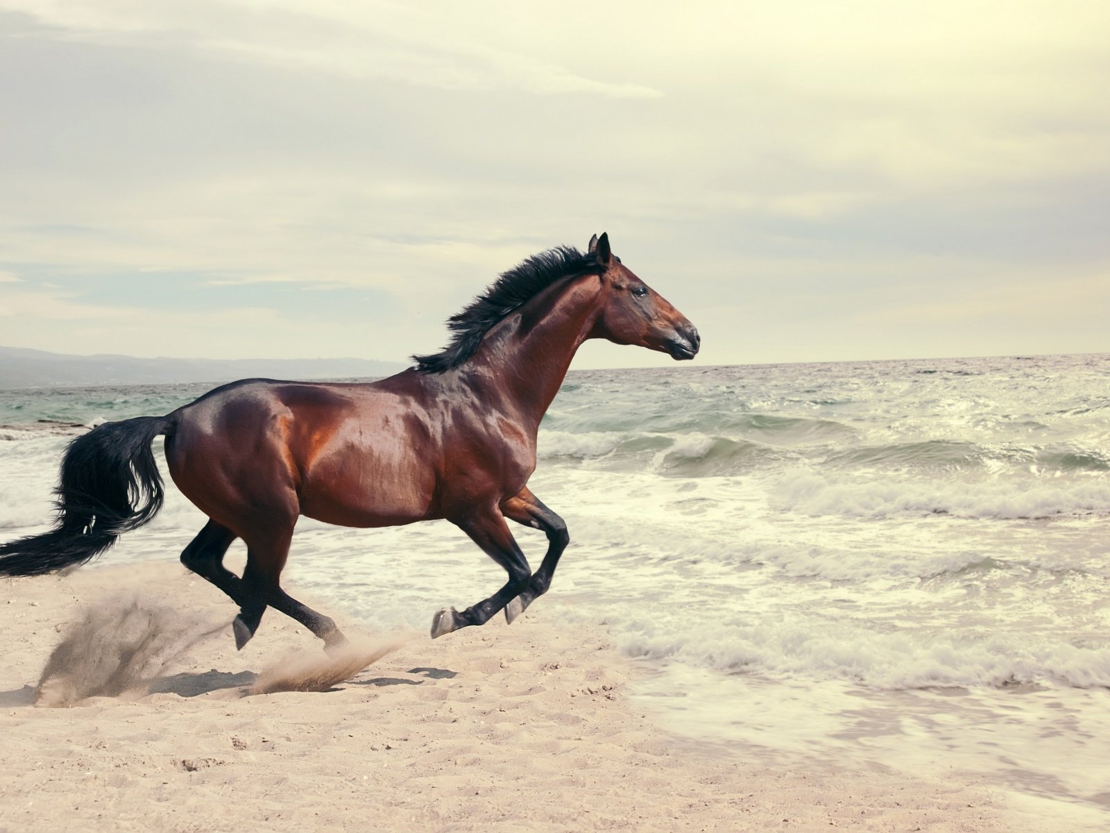 Обои лошадь, вода, берег, волны, море, конь, скачет, коричневый, horse, water, shore, wave, sea, jump, brown разрешение 2880x1941 Загрузить