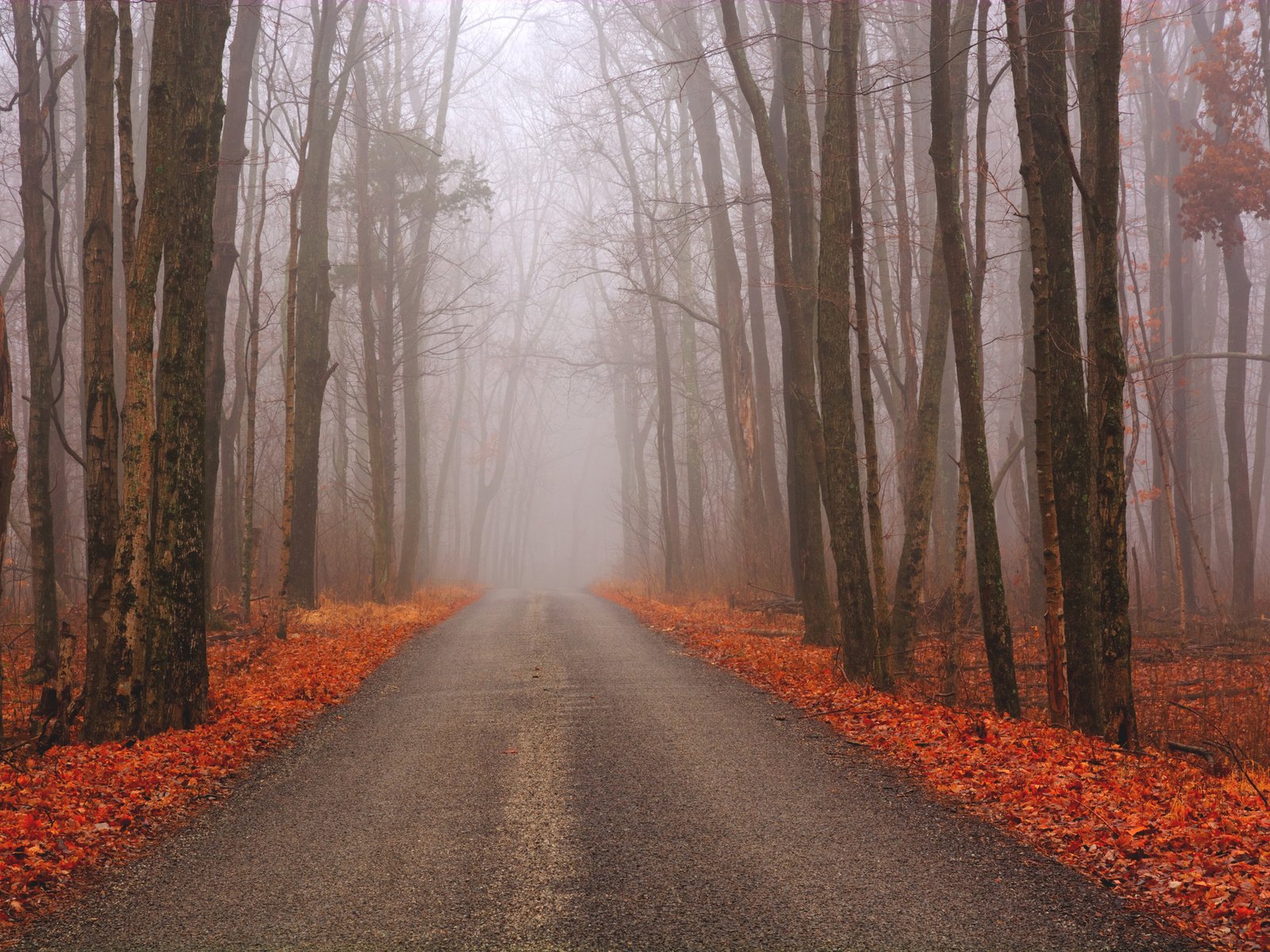 Обои дорога, лес, осень, road, forest, autumn разрешение 2048x1364 Загрузить