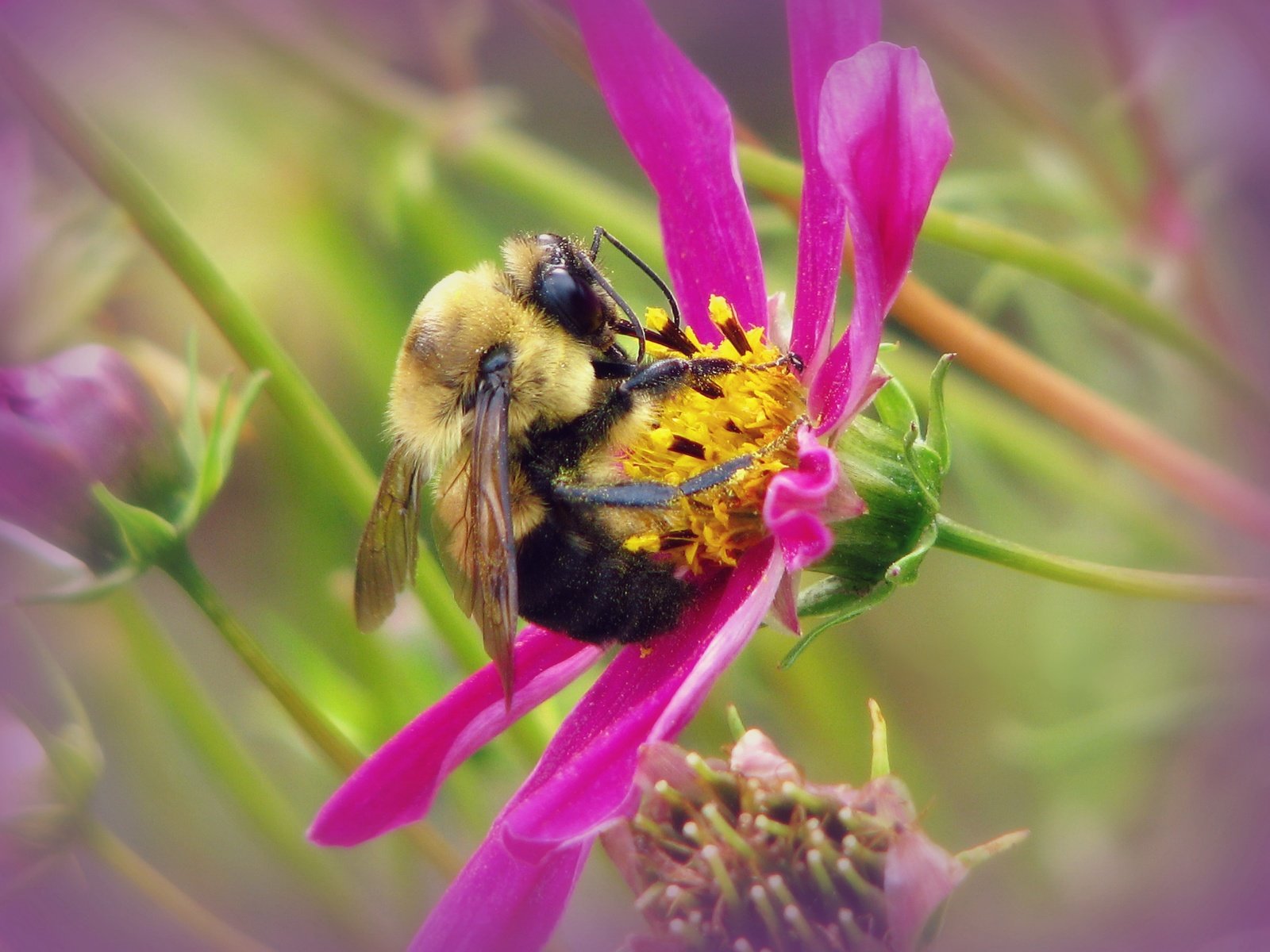 Обои макро, насекомое, цветок, шмель, macro, insect, flower, bumblebee разрешение 3128x2346 Загрузить