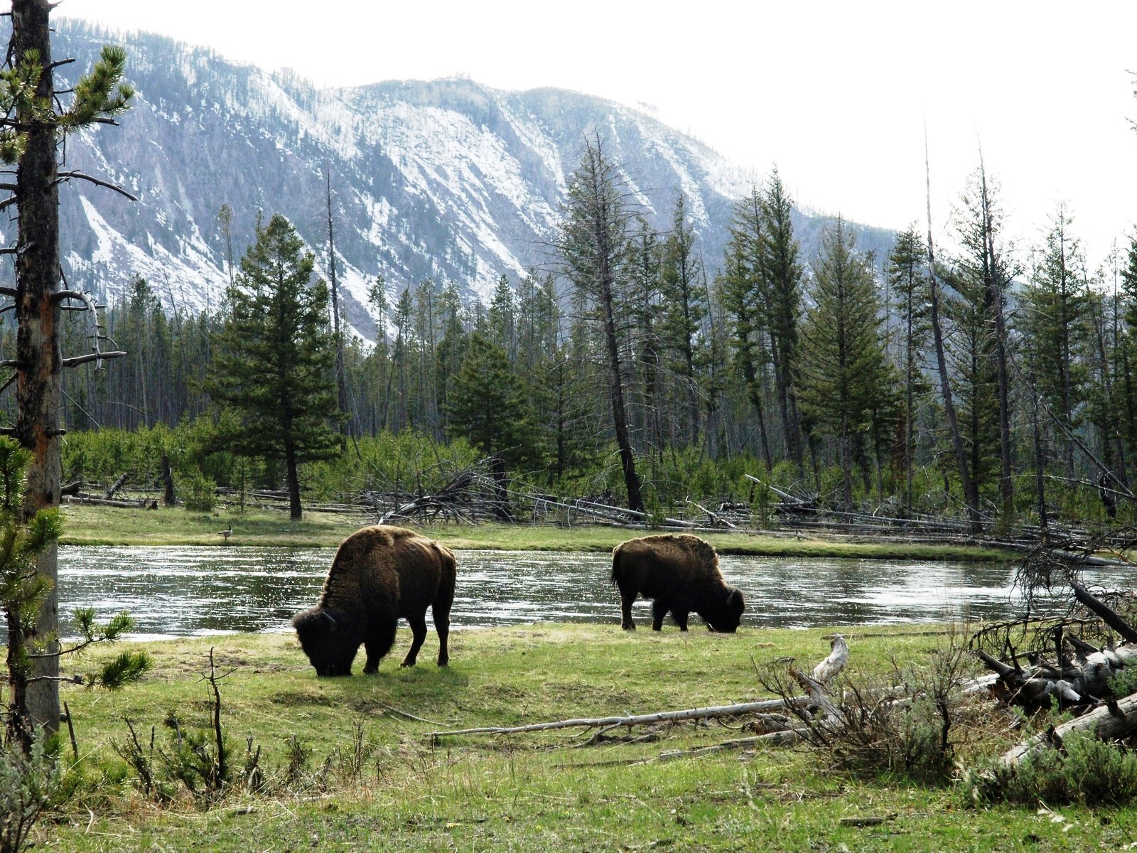 Обои горы, луга, быки, американский бизон, дикие животные, mountains, meadows, bulls, american bison, wild animals разрешение 2880x1847 Загрузить