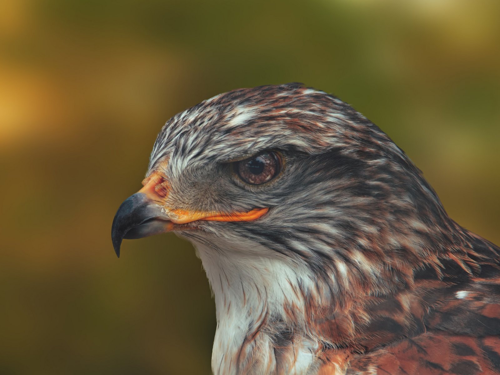 Обои портрет, птица, клюв, голова, ястреб, королевский канюк, portrait, bird, beak, head, hawk, royal buzzard разрешение 2048x1365 Загрузить