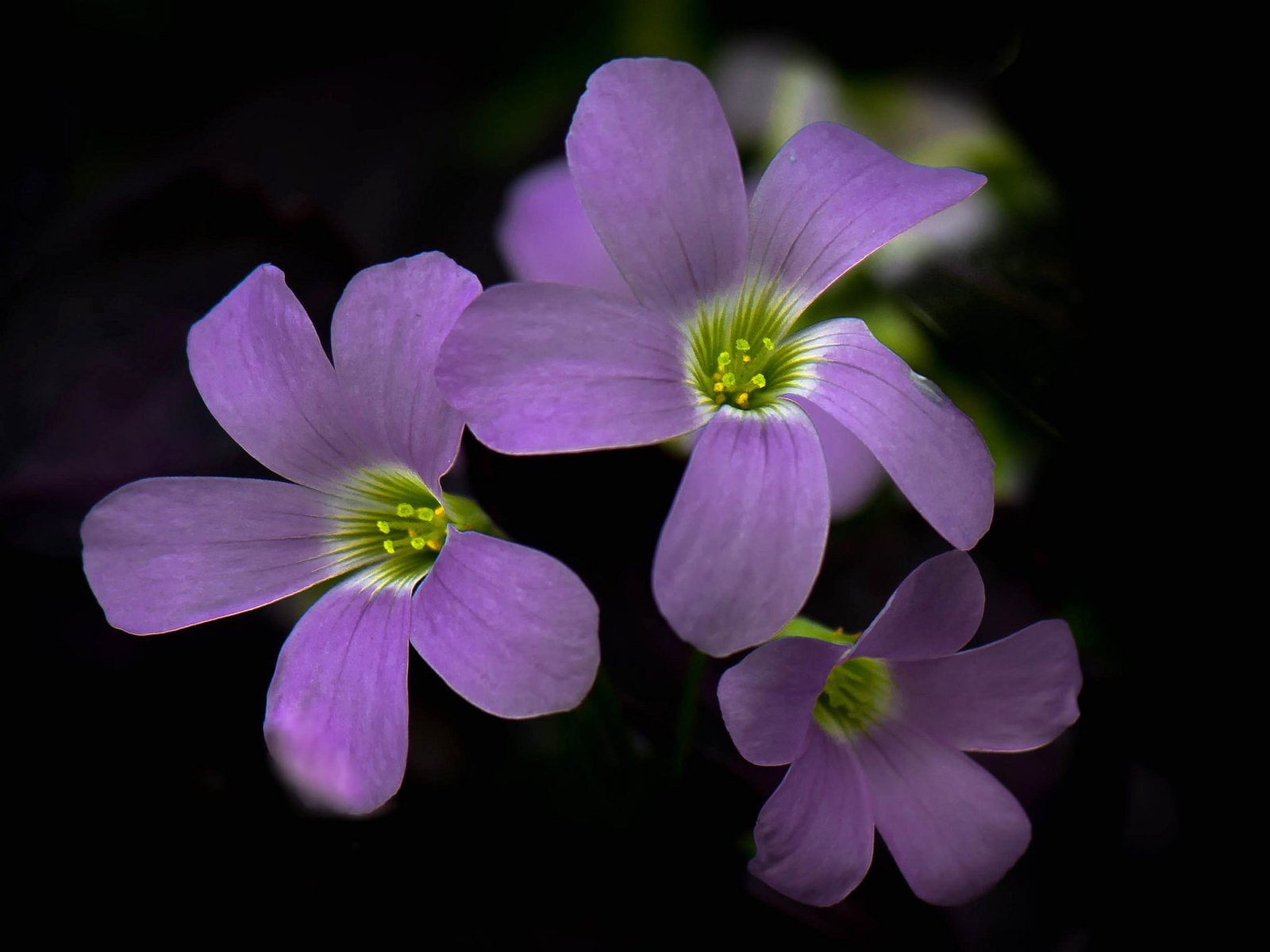 Обои цветы, фон, лепестки, краски, соцветие, кислица, flowers, background, petals, paint, inflorescence, oxalis разрешение 2048x1392 Загрузить