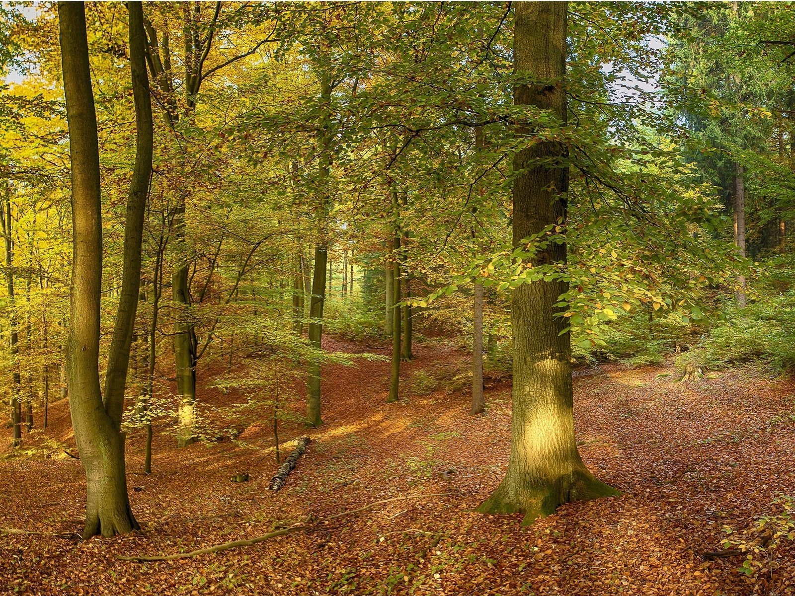 Обои деревья, природа, лес, панорама, осень, trees, nature, forest, panorama, autumn разрешение 2880x1441 Загрузить