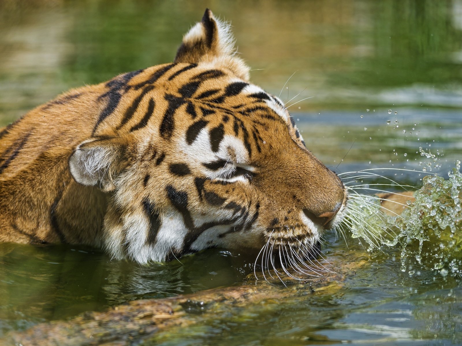 Обои тигр, морда, вода, водоем, брызги, купание, дикая кошка, tiger, face, water, pond, squirt, bathing, wild cat разрешение 3800x2353 Загрузить