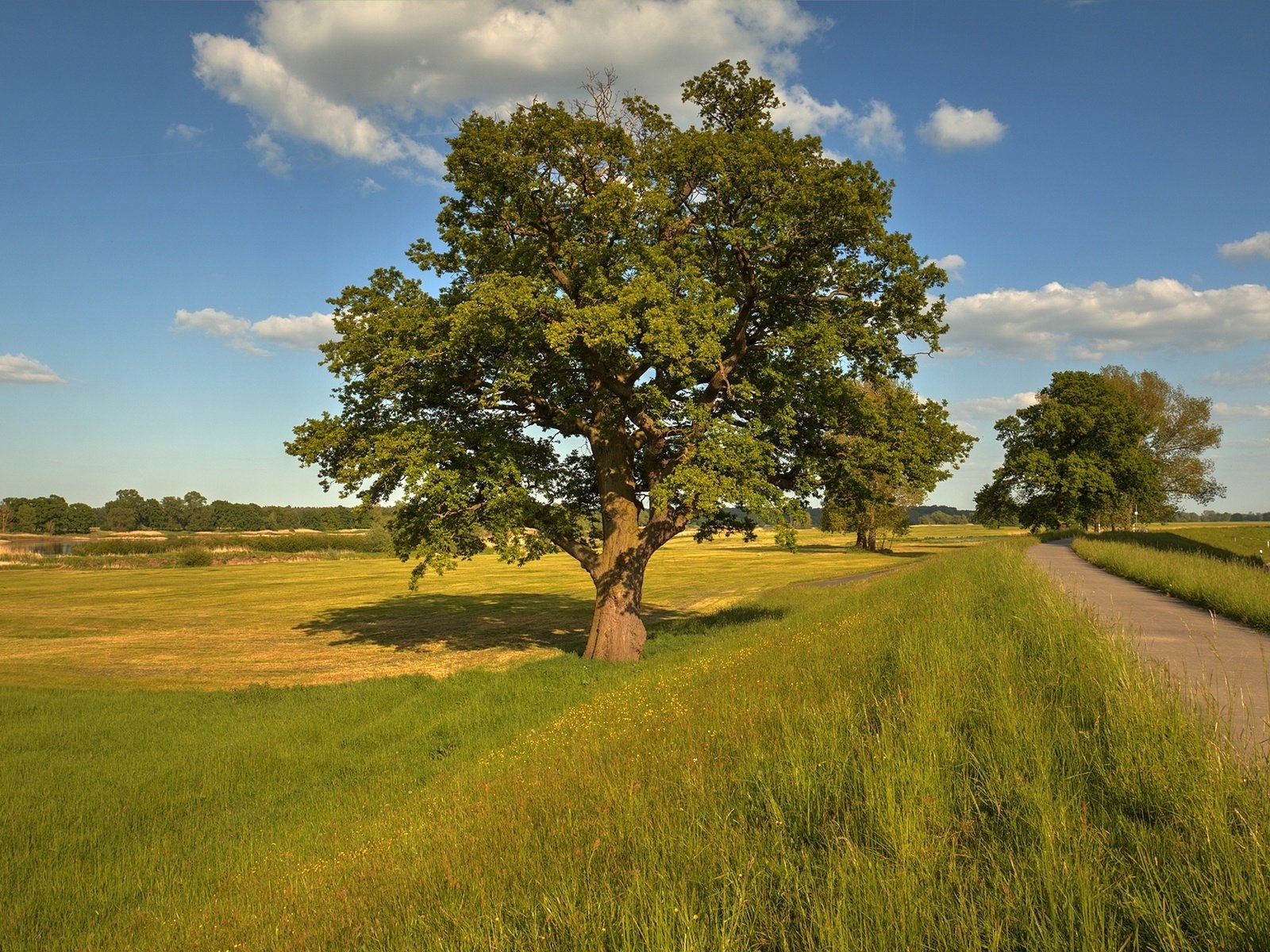 Обои дорога, деревья, пейзаж, поле, road, trees, landscape, field разрешение 1920x1280 Загрузить