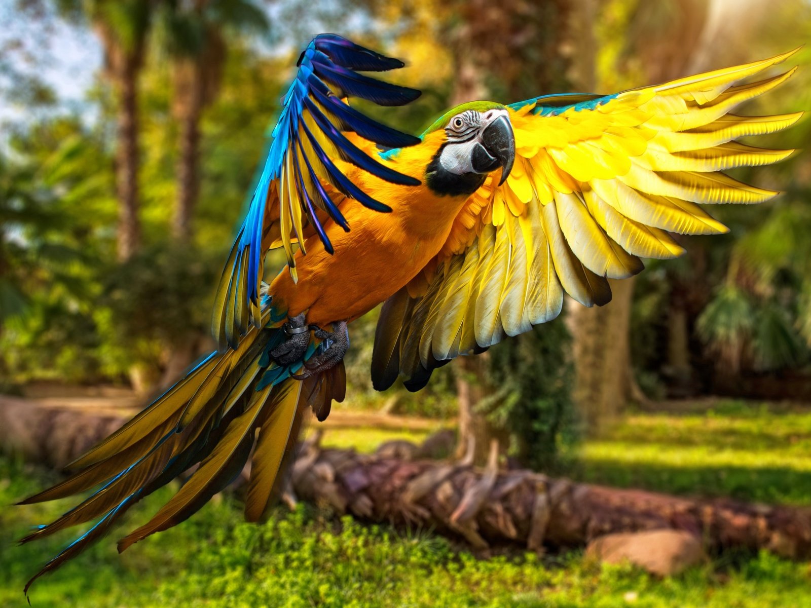 Обои крылья, птица, попугай, птаха, wings, bird, parrot разрешение 2880x2081 Загрузить