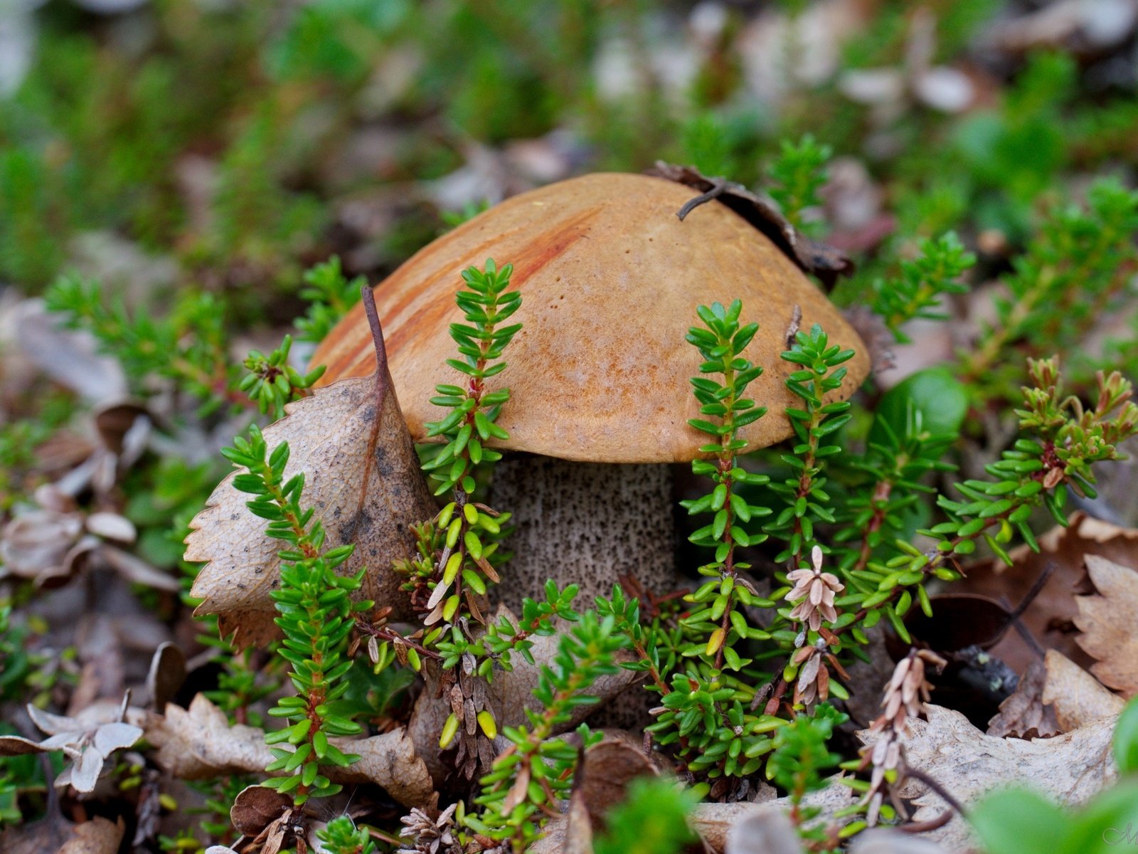 Обои гриб, мох, подосиновик, mushroom, moss, boletus разрешение 2700x1720 Загрузить