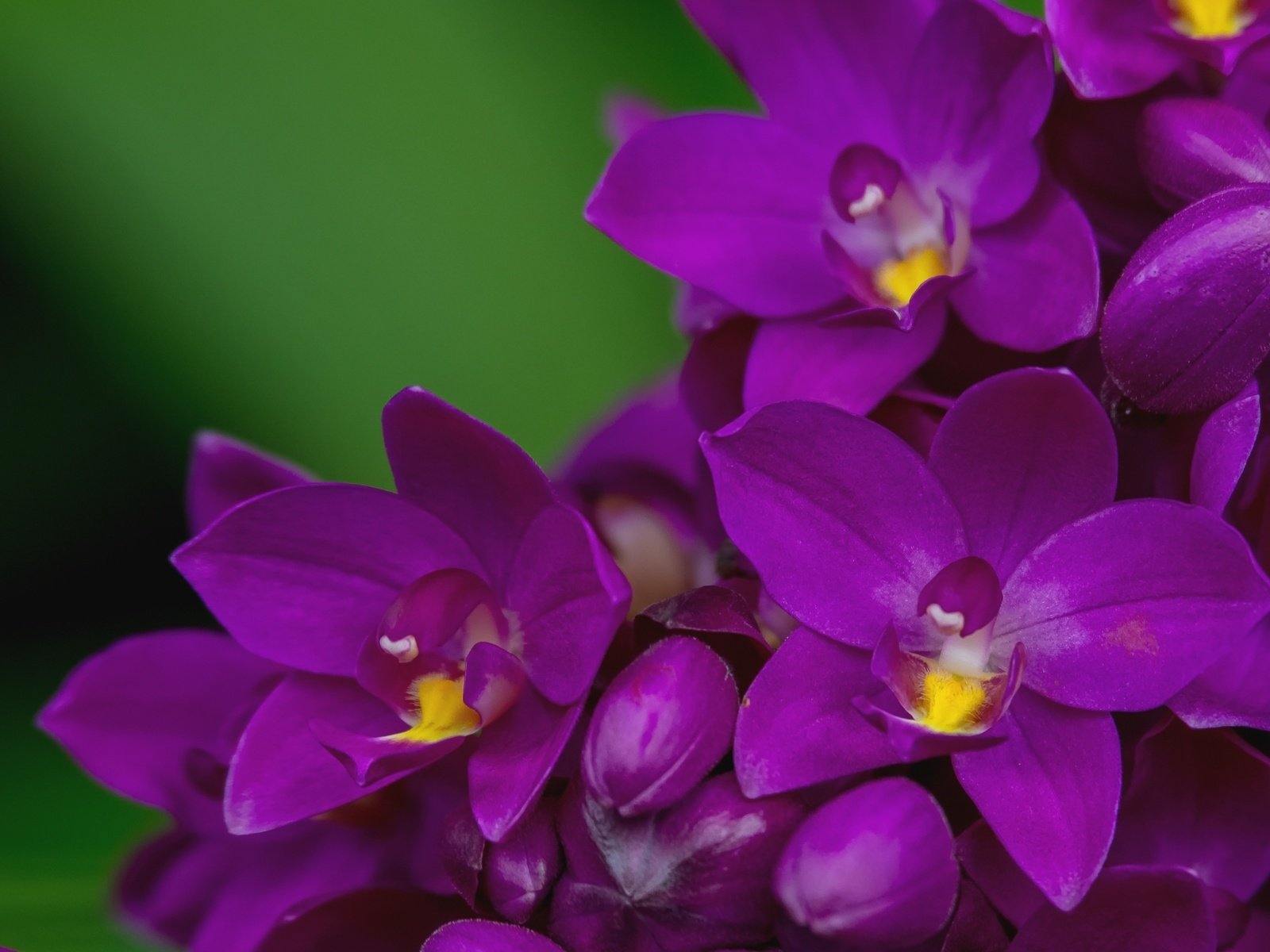 Обои макро, лепестки, лиловый, орхидея, macro, petals, purple, orchid разрешение 2000x1356 Загрузить