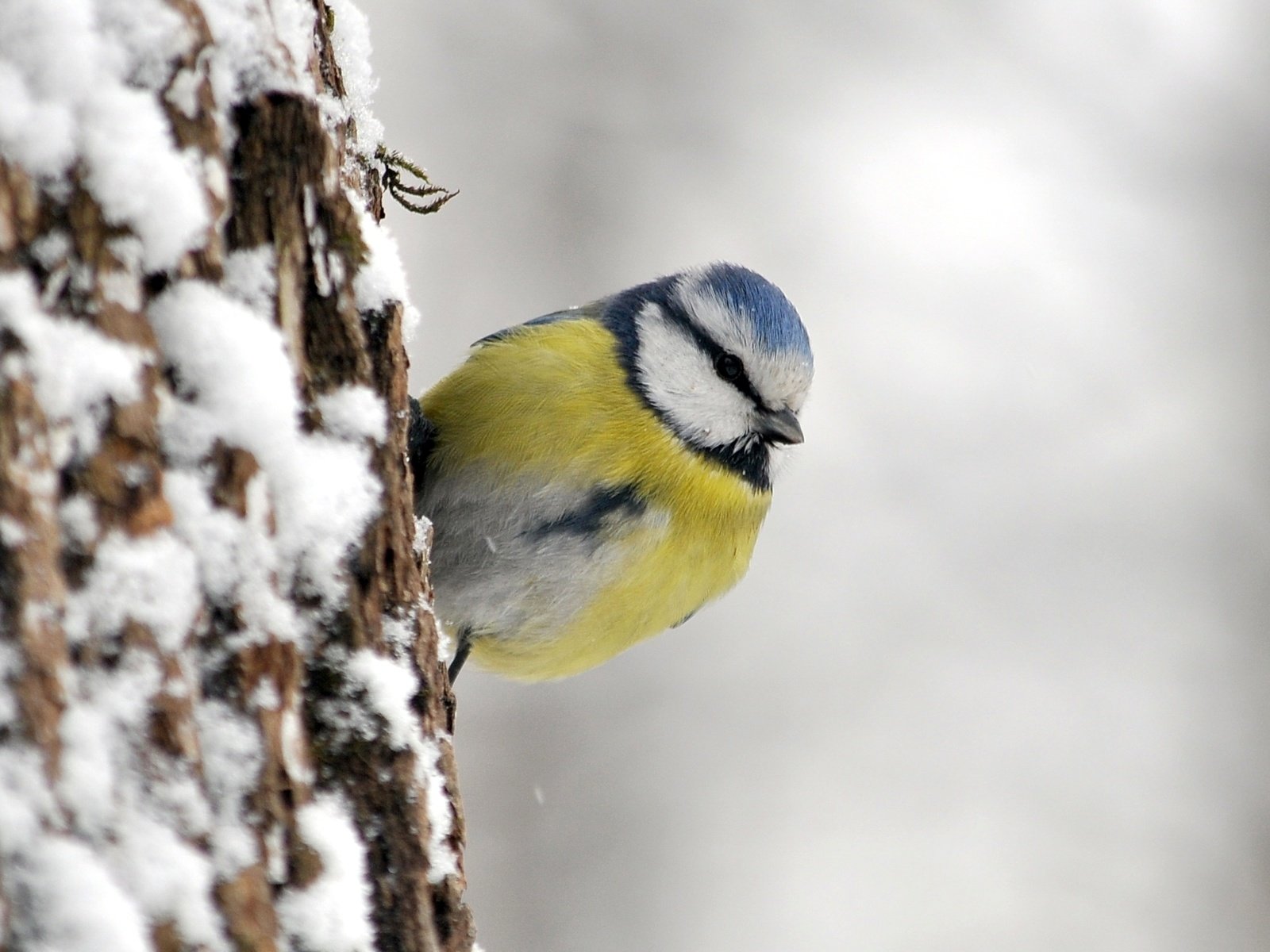 Обои птица, синица, лазоревка, bird, tit, blue tit разрешение 1920x1272 Загрузить