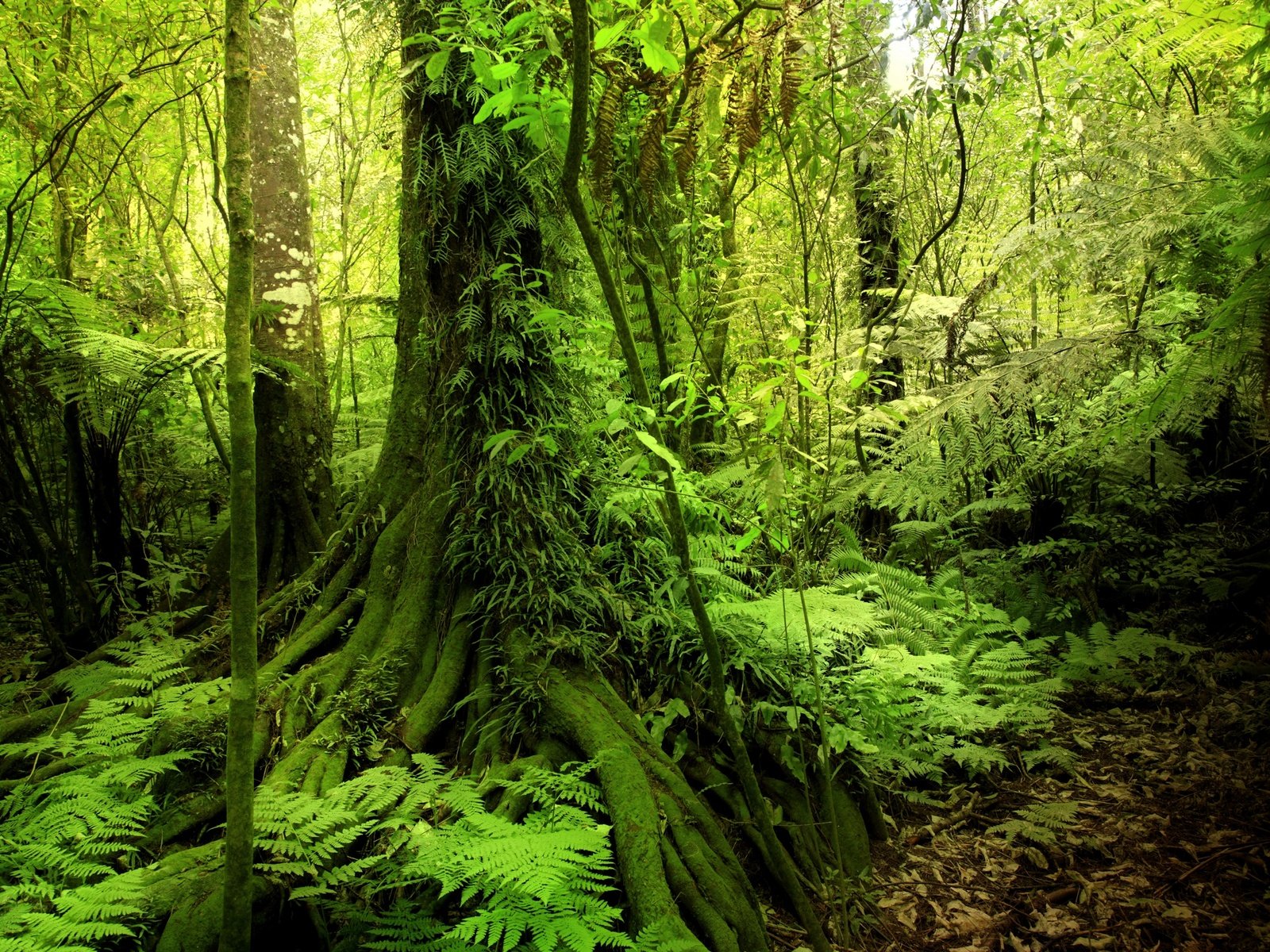 Обои деревья, зелень, лес, кусты, мох, тропики, джунгли, trees, greens, forest, the bushes, moss, tropics, jungle разрешение 2880x1920 Загрузить