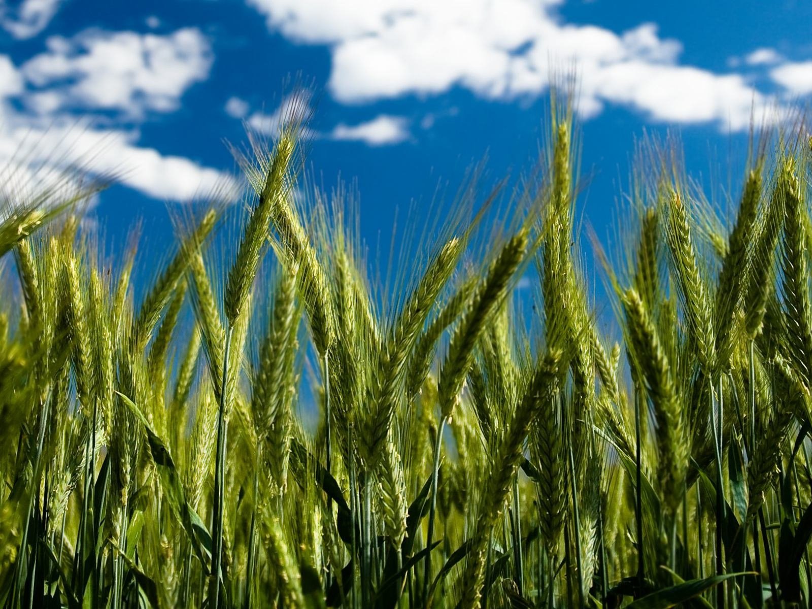 Обои небо, облака, пшеница, колоски, by robin de blanche, clear day, the sky, clouds, wheat, spikelets разрешение 1920x1200 Загрузить