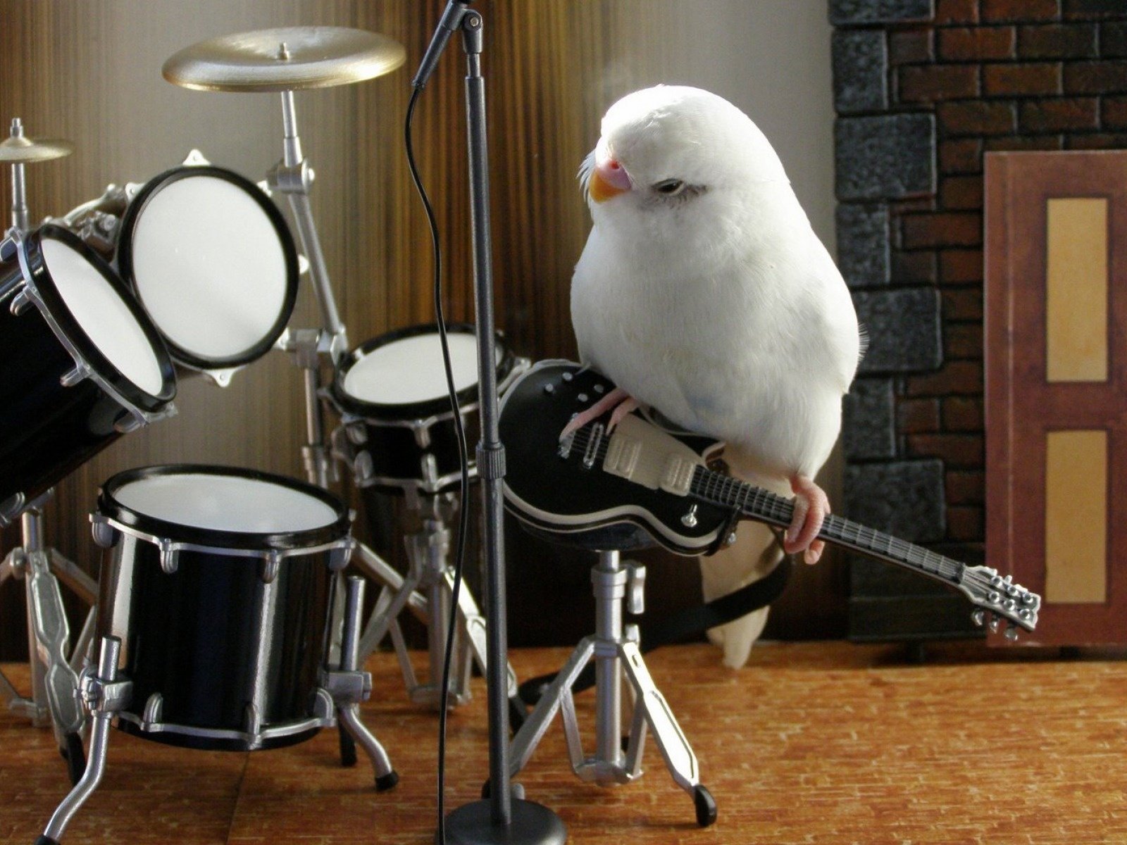 Пение животных. Поющие животные. Животные с электрогитарой. Животные с музыкальными инструментами. Попугай с гитарой.