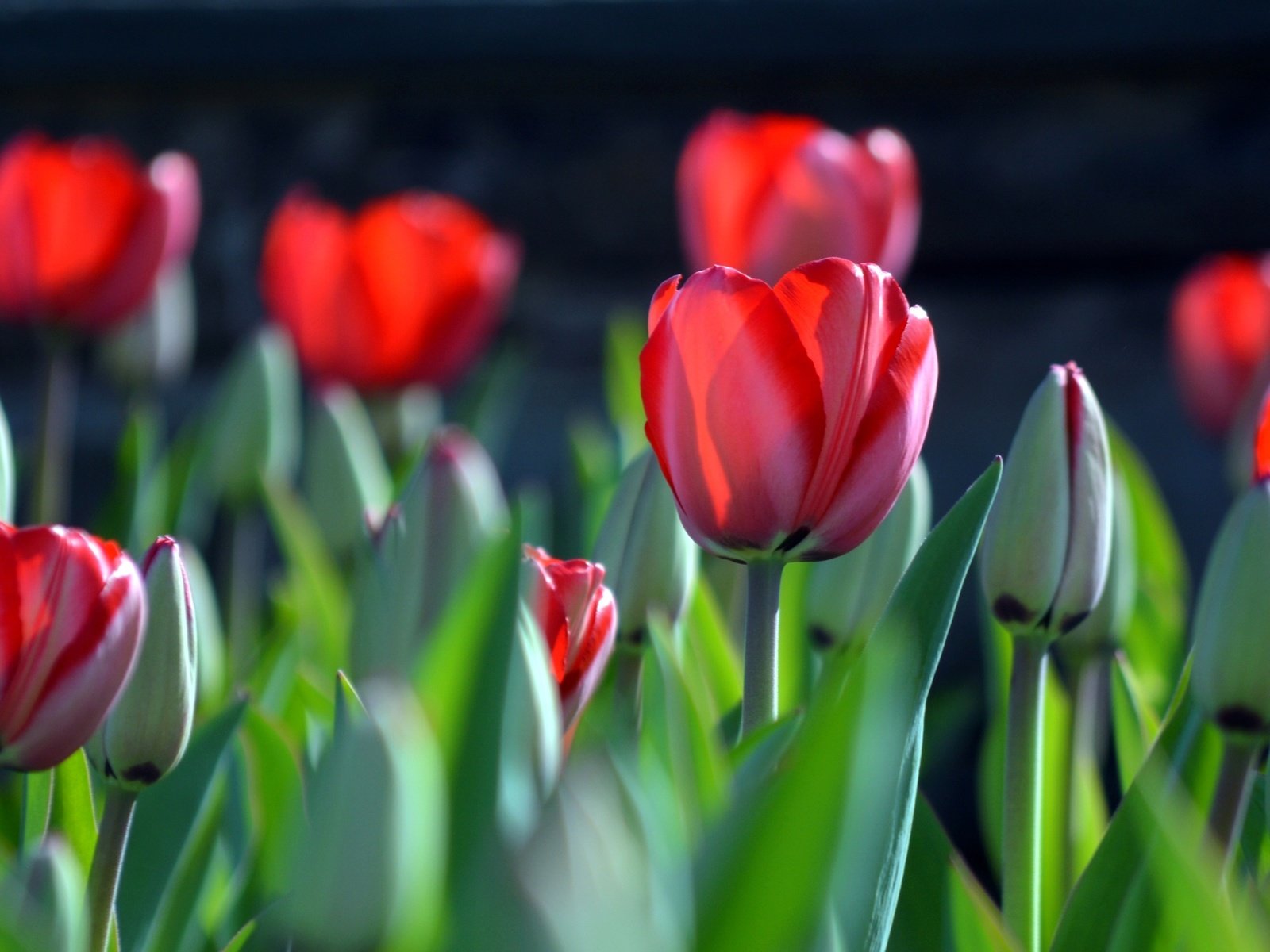 Обои бутоны, весна, тюльпаны, buds, spring, tulips разрешение 2400x1498 Загрузить