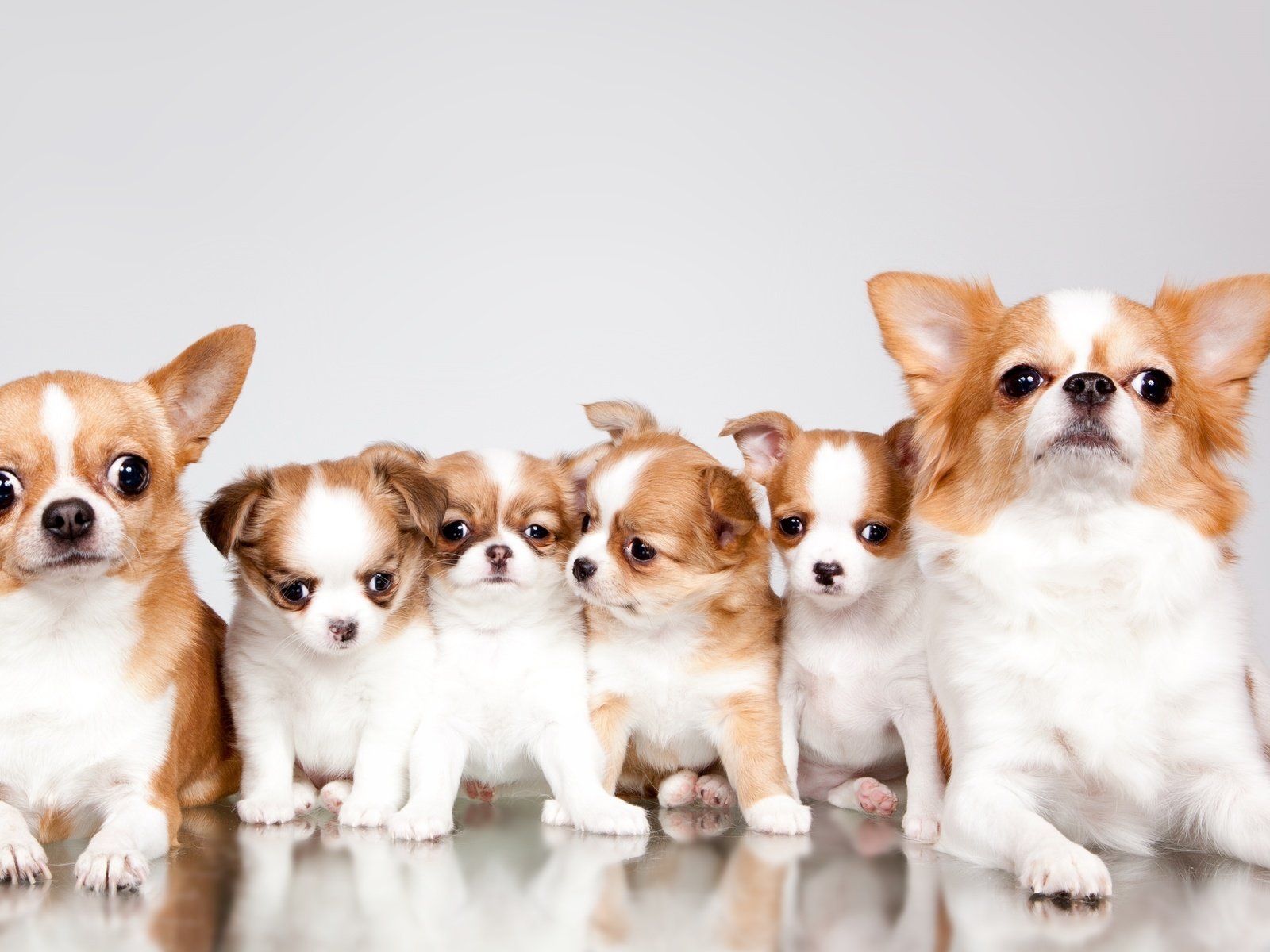 Обои щенки, семья, милые, чихуахуа, puppies, family, cute, chihuahua разрешение 3000x1718 Загрузить