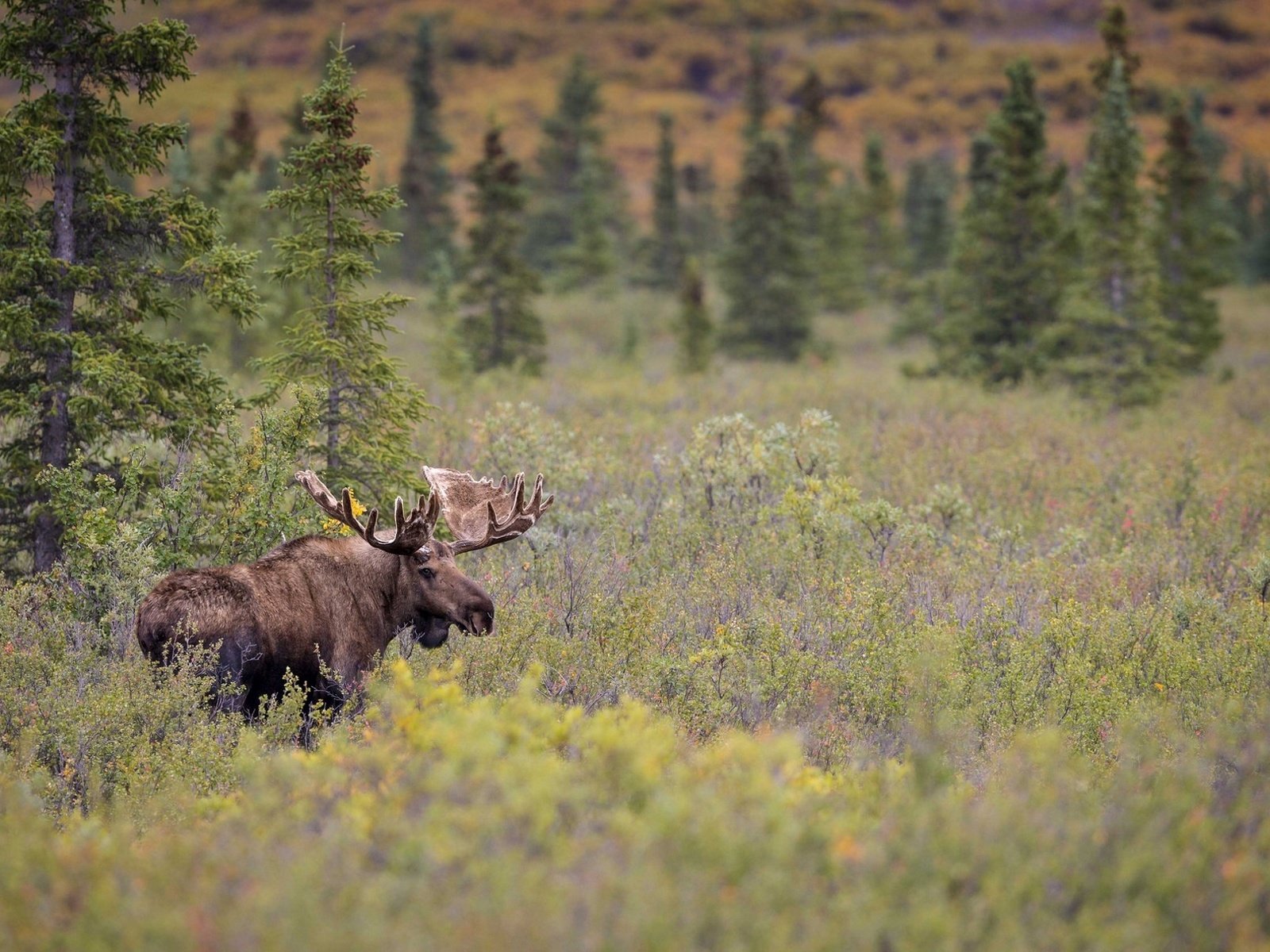 Обои лес, луг, рога, лось, сохатый, forest, meadow, horns, moose, elk разрешение 1920x1204 Загрузить