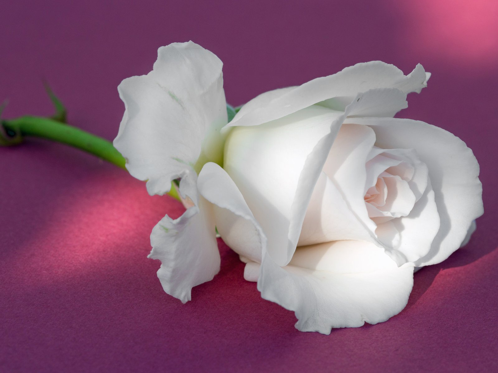 Обои фон, роза, бутон, белая, background, rose, bud, white разрешение 2048x1365 Загрузить