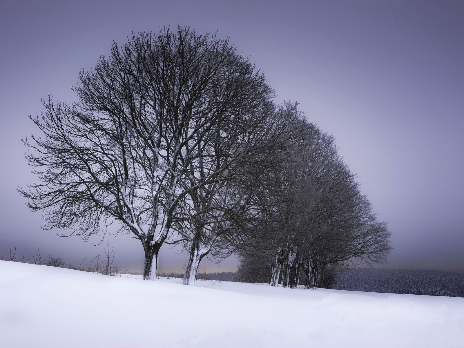 Обои деревья, снег, зима, trees, snow, winter разрешение 2048x1363 Загрузить