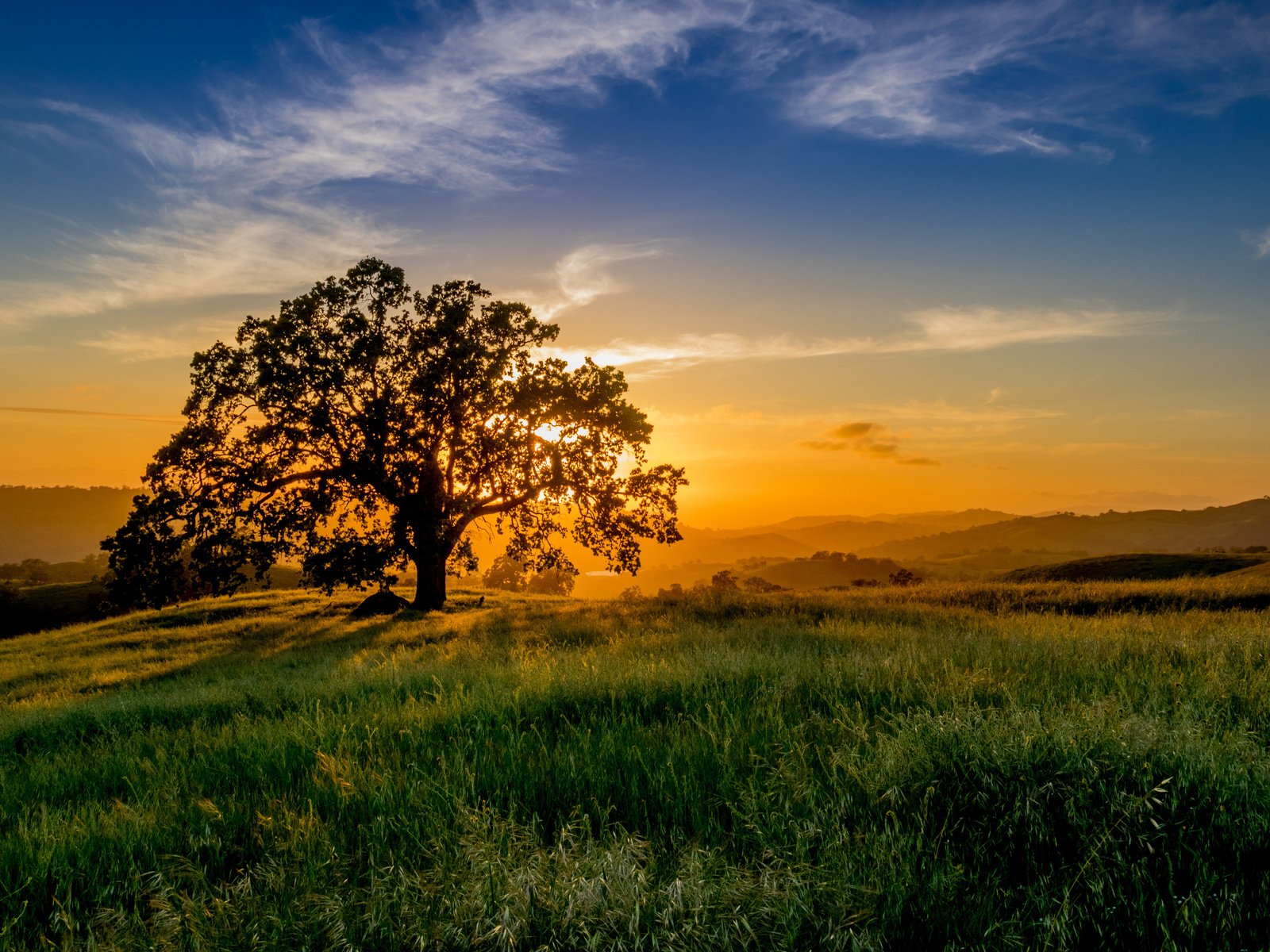 Обои небо, трава, облака, солнце, природа, дерево, закат, пейзаж, the sky, grass, clouds, the sun, nature, tree, sunset, landscape разрешение 4252x3140 Загрузить