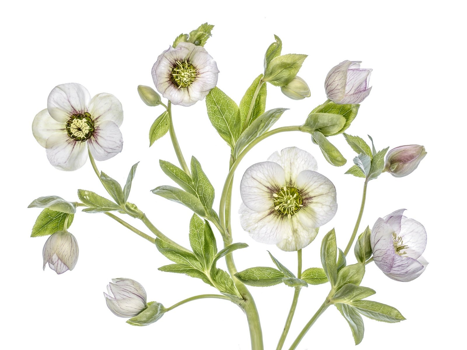 Обои цветы, макро, морозник, геллеборус, flowers, macro, hellebore, helleborus разрешение 2048x1365 Загрузить